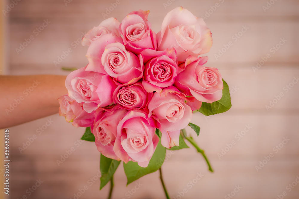 Obraz premium A hand holding a bouquet of secret garden roses variety, studio shot, pink flowers