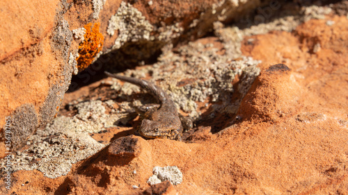 A side blotched lizard hangs out on some lichen covered sandstone waiting for an insect to come by and become dinner.