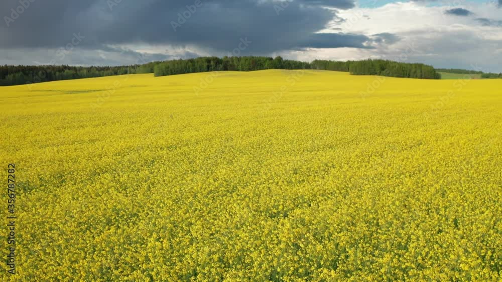 Drone flies low over rapeseed field. Hilly area and forest on horizon. Warm sunny summer day, rolling clouds in sky. Blooming canola field. Aerial view landscape panorama. Beautiful yellow flowers Drone flies low over rapeseed field. Hilly area and forest on horizon. Warm sunny summer day, rolling clouds in sky. Blooming canola field. Aerial view landscape panorama. Beautiful yellow flowers