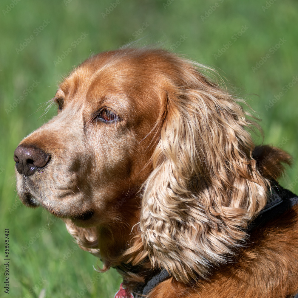 Sprocker