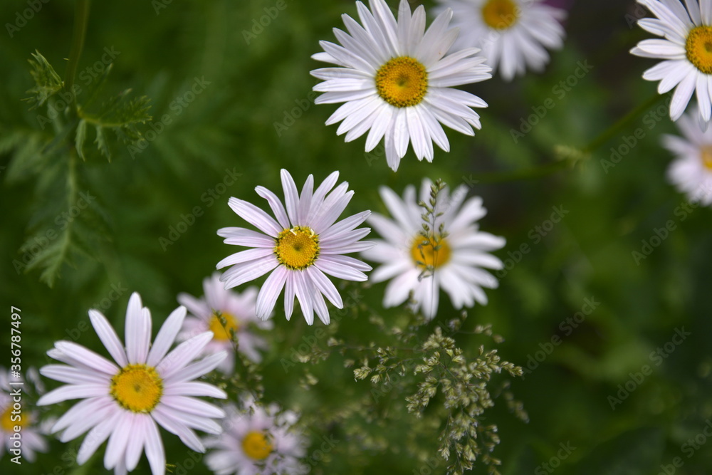 Saint Petersburg Russia. June 16 2016. Flowers of chamomile on a green grass background. Summer blooming meadow. Saint Petersburg Russia. June 16 2016. Flowers of chamomile on a green grass background. Summer blooming meadow.
