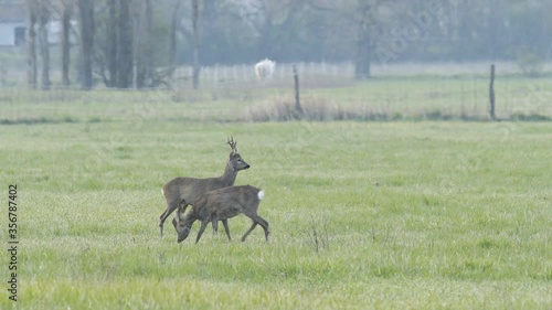 Wildlife near the city - deer graze in Szentendre. photo