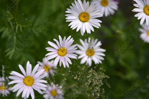 Saint Petersburg Russia. June 16 2016. Flowers of chamomile on a green grass background. Summer blooming meadow.