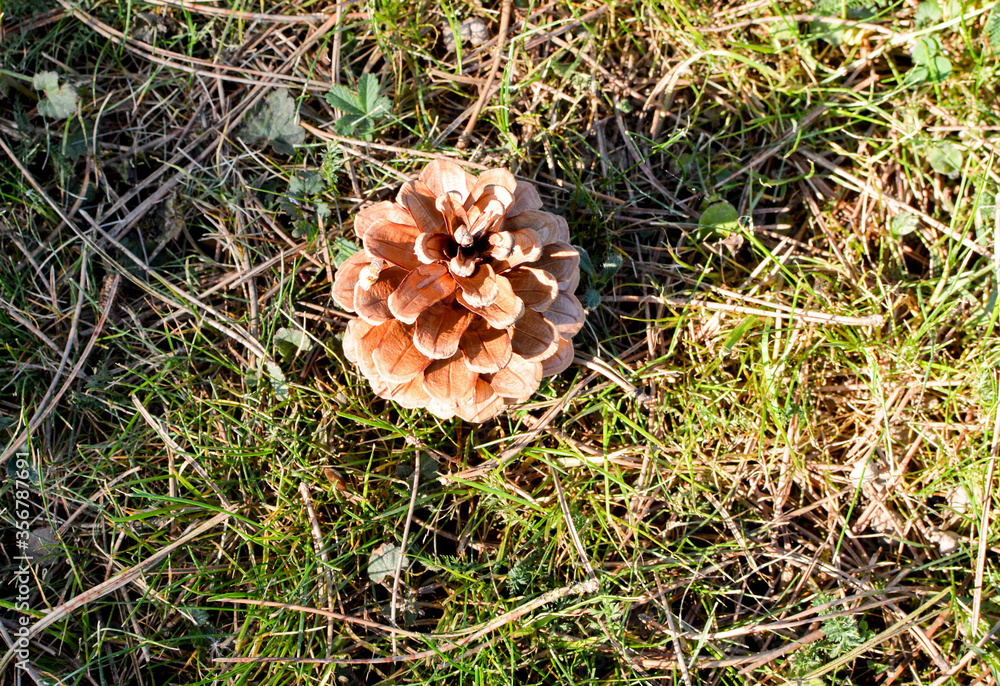 Close up pinecone fall from the tree and standing on the green new spring grass. Very nice pinecone laying on the grass in the sunny spring morning. Close up pinecone fall from the tree and standing on the green new spring grass. Very nice pinecone laying on the grass in the sunny spring morning.