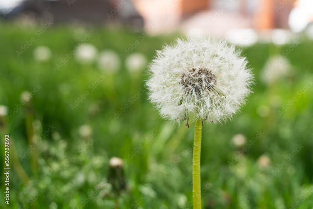 Naklejka premium dandelion on green grass