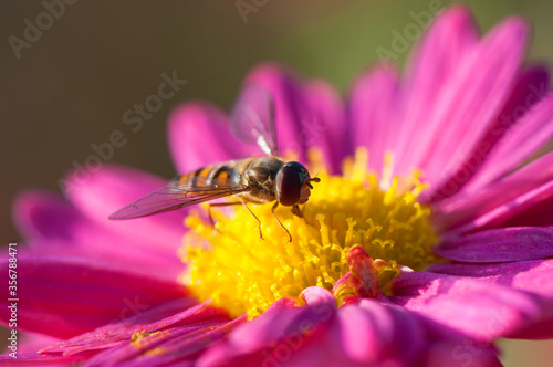 Shaggy hoverfly at flowering pink chrysanthemum. Flowers and insect close-up. Chrysanthemum hortorum at sunny autumn day. Copy space on beautiful blurred background.