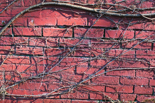 red brick wall with creeper plant