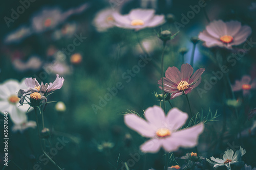 Daisy chamomile flowers  Nature Background   vintage style © joeycheung