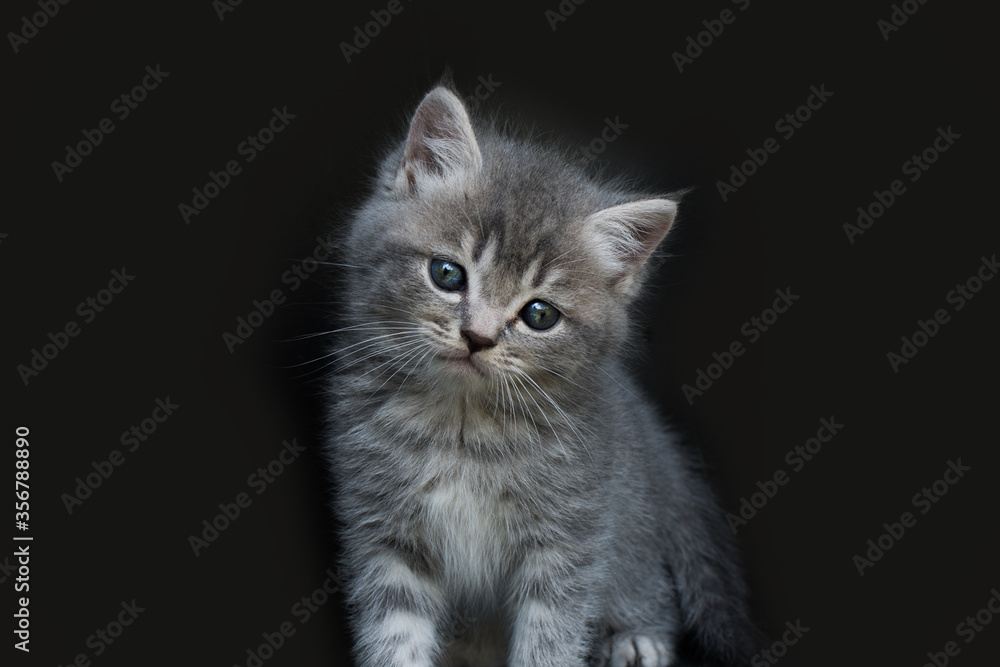 Portrait of a gray thoroughbred kitten. Kitten on a black background, front view. Photo in a low key. Kitten is watching