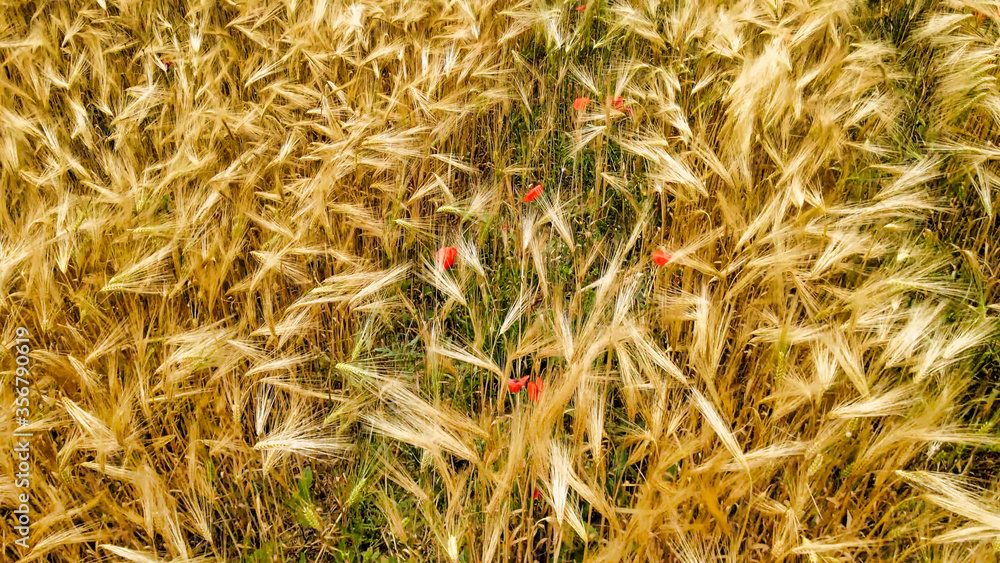 Amazing aerial view of wheat field with poppies