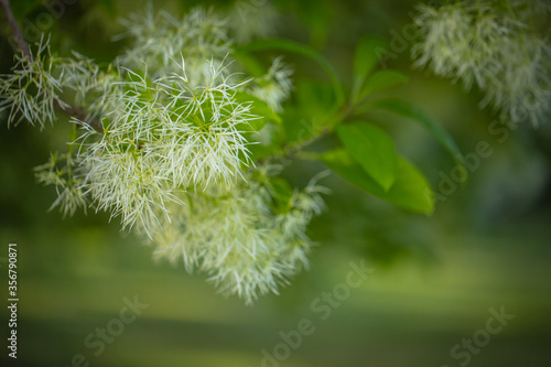 natural wild flower plant