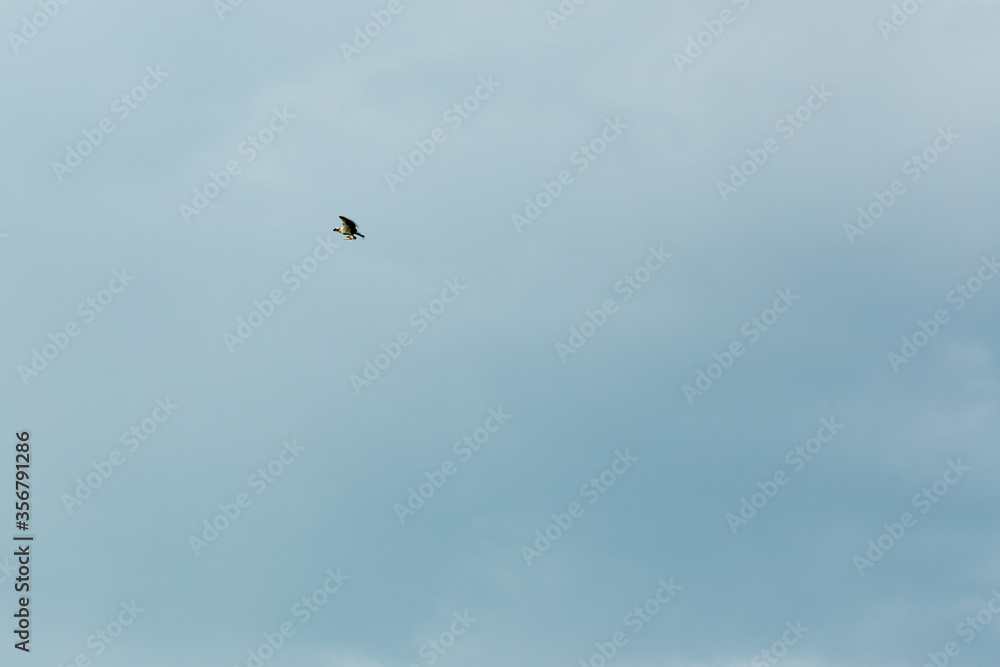 Osprey bird with fish in claws 