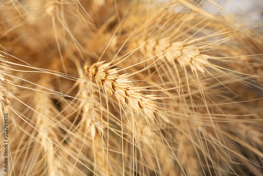 A closeup view of wheat stalks, ears of cereal crop before harvest. A closeup view of wheat stalks, ears of cereal crop before harvest.