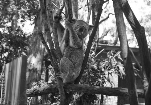 Photography koala in tree