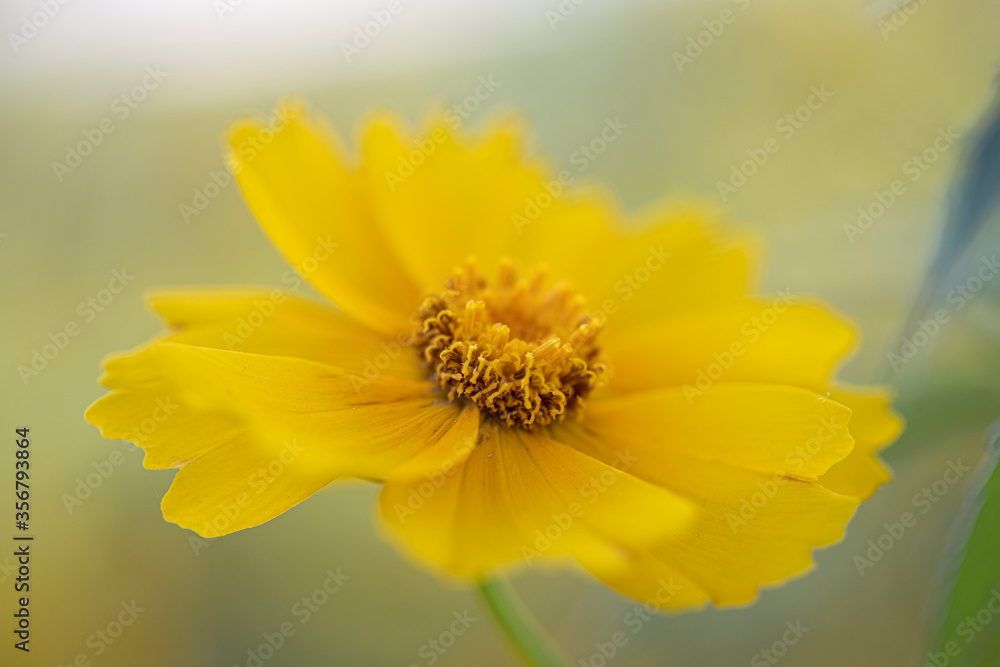 Macro of single yellow coreopsis in garden