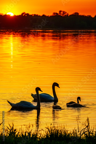 Swan Family on the Lake at Sunset