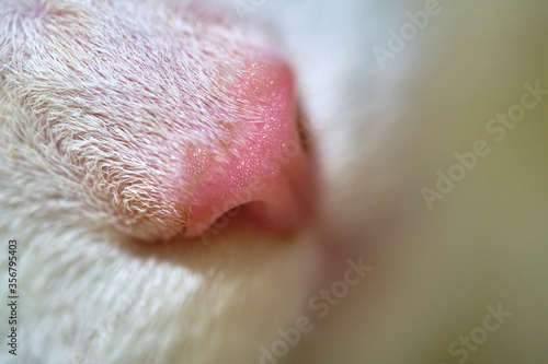 nose cat close-up low light macro color