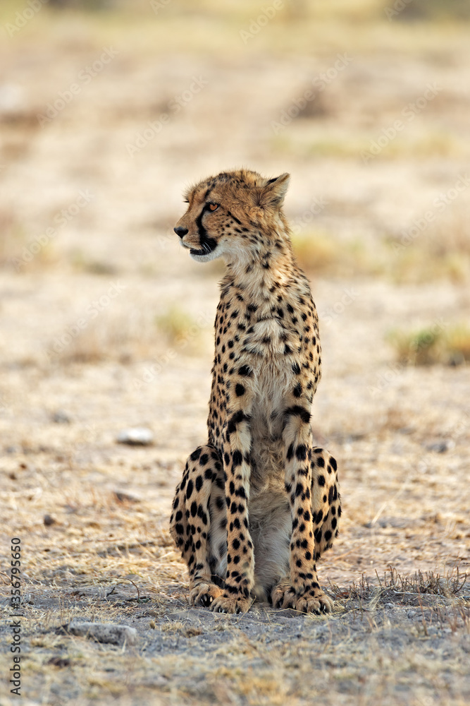 Obraz premium Young cheetah (Acinonyx jubatus) resting in the shade in Etosha National Park, Namibia. Room for text.