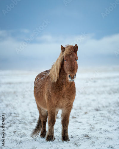 An icelandic horse in iceland winter cold snow