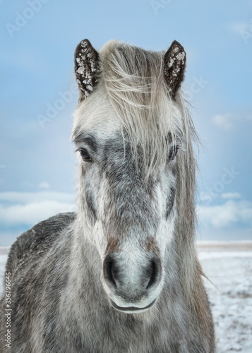 Close portrait of an icelandic horse in winter under snow