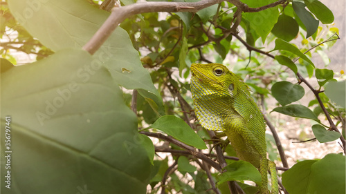 An iguana that is camouflaging on green plants. Igunana is an animal with the ability to change colors according to where it wants