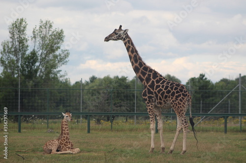 Photography giraffe in the savannah