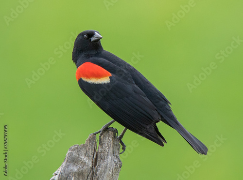 red winged blackbird