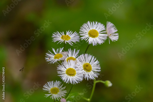 White Wildflowers