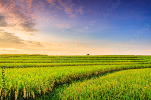 minimalist photo of yellow rice fields with beautiful morning sky in north bengkulu indonesia