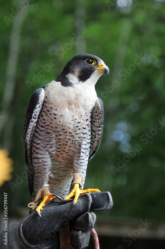 Young Peregrine Falcon (Falco peregrinus anatum)