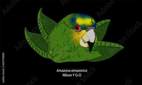 Ave tropical, Loro amazonico