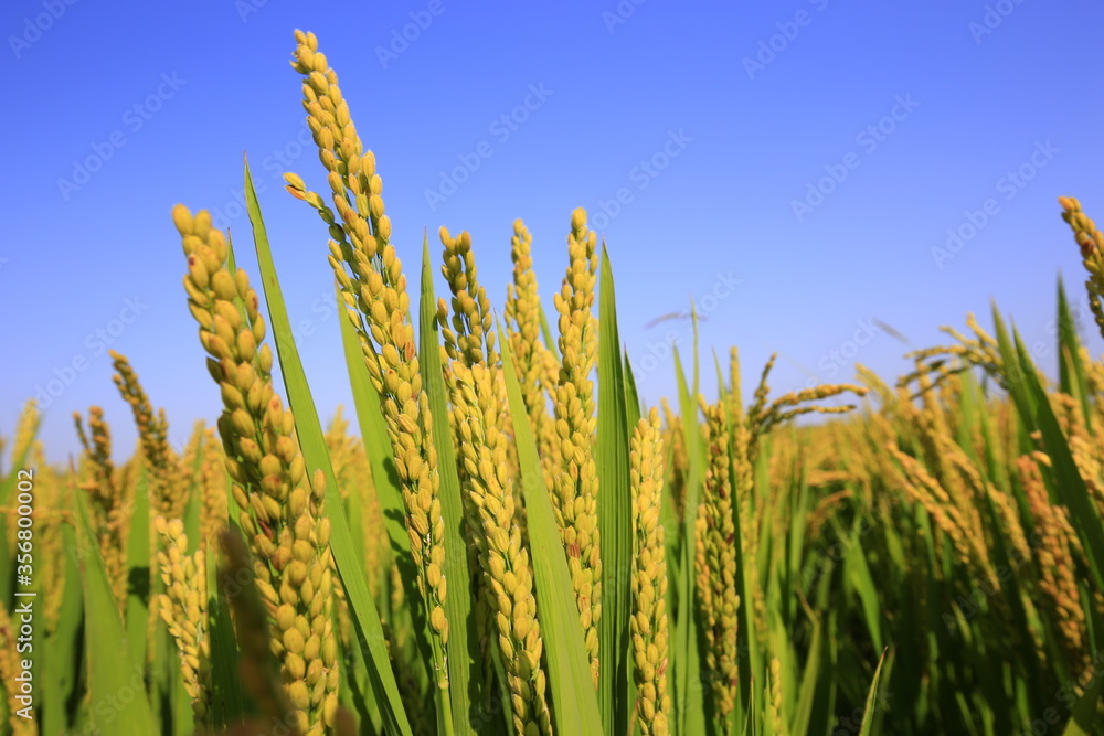 Obraz premium The autumn rice fields