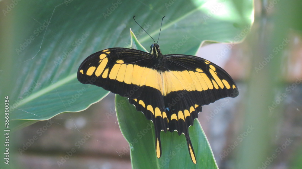 Fototapeta premium MARIPOSA