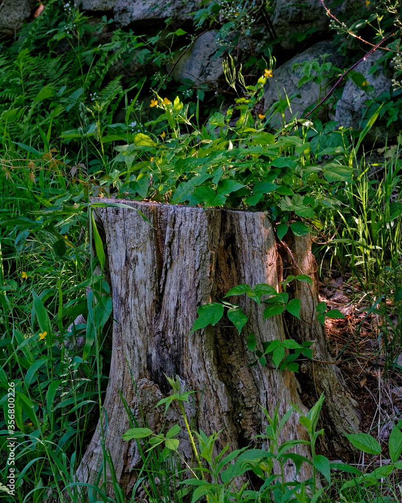 Old stump is host to fresh flowers Old stump is host to fresh flowers
