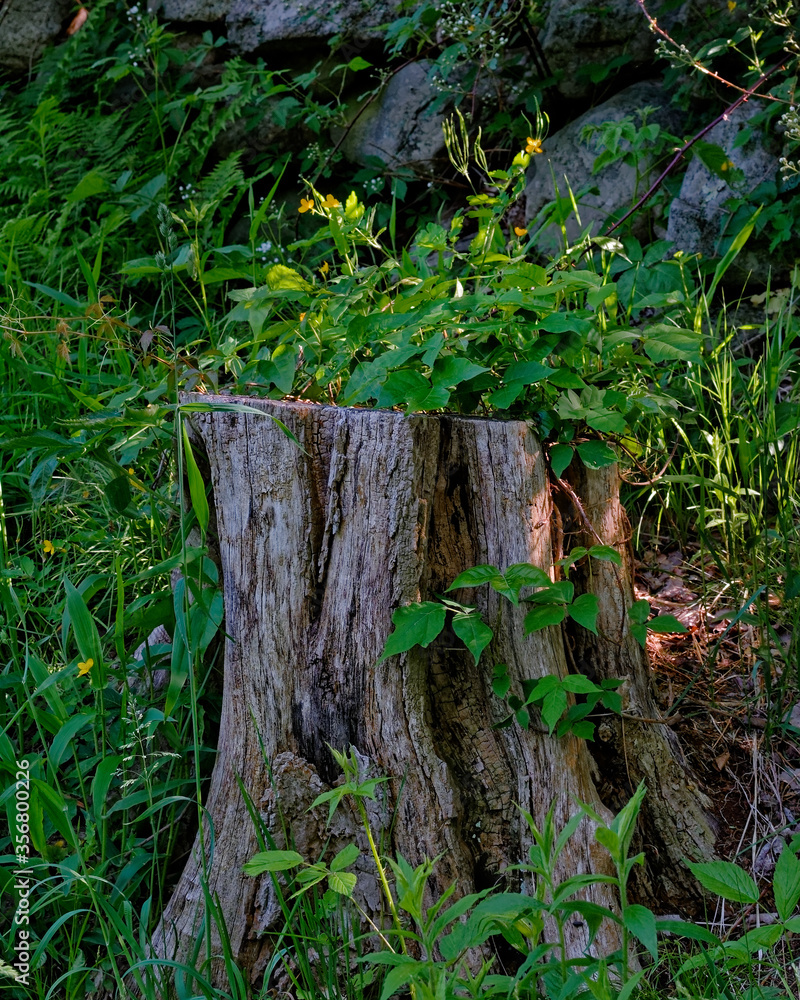 Old stump is host to fresh flowers