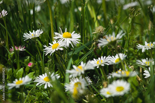 daisies in a field