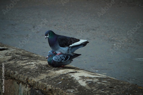 pigeon in the city