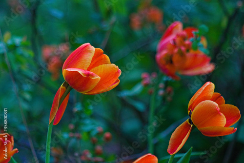 red and yellow tulips