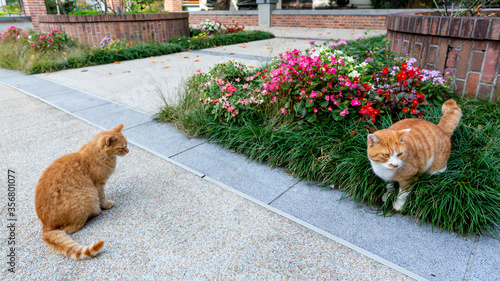 ねこ