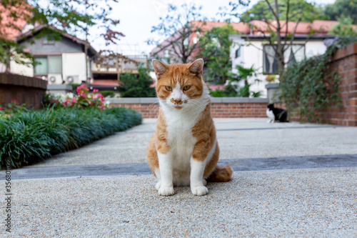 ねこ