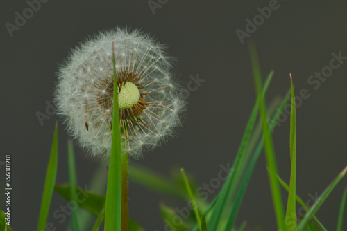 dandelion on green