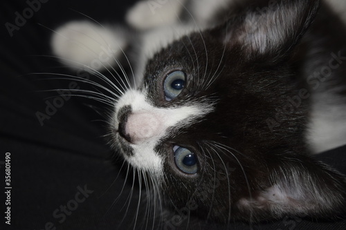 Fototapeta Naklejka Na Ścianę i Meble -  black and white cat portrait