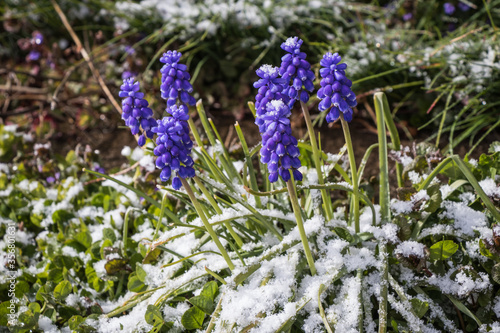 close up of pretty purple spring flowers blooming in the snow