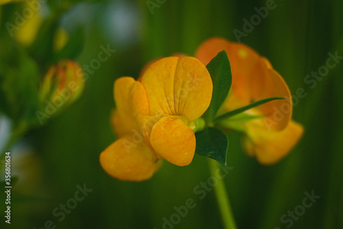 yellow tulip flower