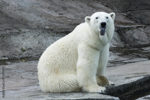 Polar bear stuck out his tongue. Funny emotions in animals © AB-7272