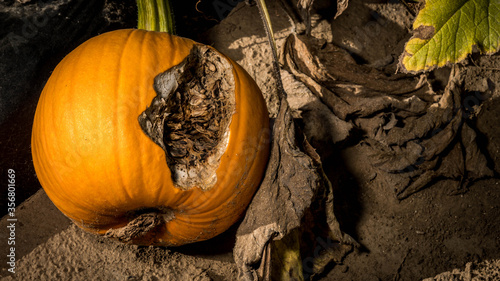 Photography decaying pumpkin in a field