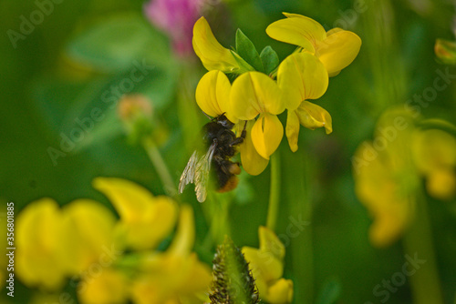 yellow flowers in the garden