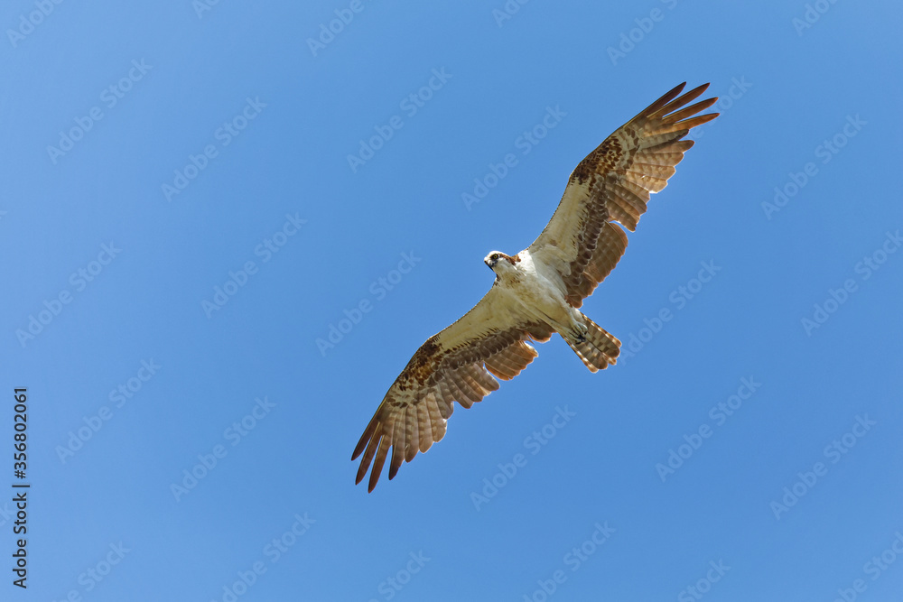 Osprey (pandion haliaetus) in Flight Against a Bright Blue Sky.