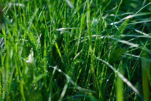 grass in the wind