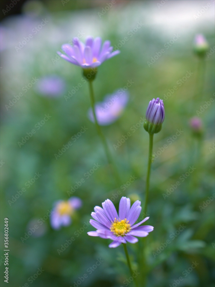 Closeup violet purple daisy flowers plants in the garden with green blurred background, macro image, soft focus ,sweet color for card design Closeup violet purple daisy flowers plants in the garden with green blurred background, macro image, soft focus ,sweet color for card design